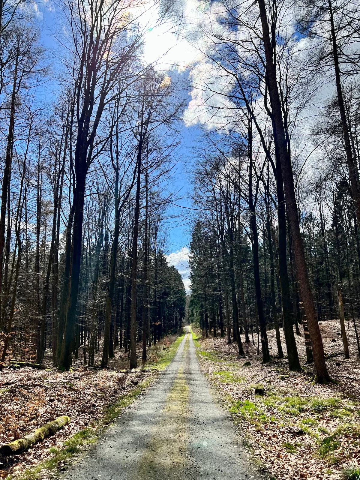 Ein gerader Waldweg führt durch kahle Bäume unter einem wolkigen Frühlingshimmel