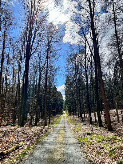 Ein gerader Waldweg führt durch kahle Bäume unter einem wolkigen Frühlingshimmel
