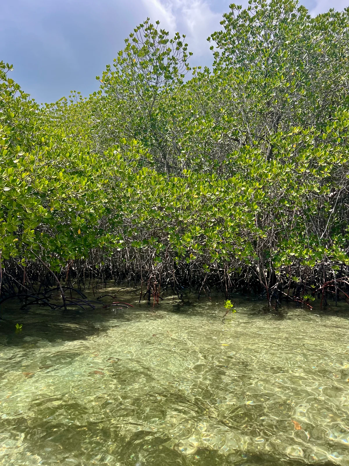 Üppige Mangroven stehen im klaren, seichten Wasser einer tropischen Lagune