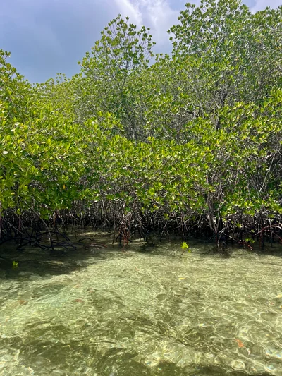 Üppige Mangroven stehen im klaren, seichten Wasser einer tropischen Lagune
