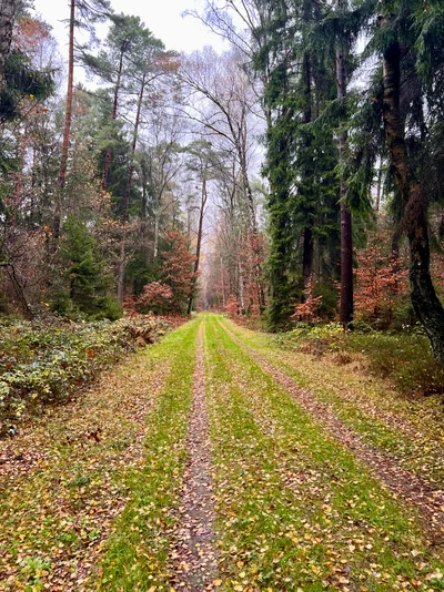 Ein grüner, blattbedeckter Weg führt durch einen nebligen Herbstwald