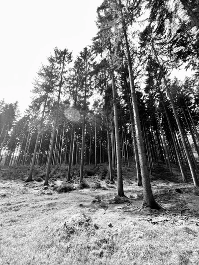 Hohe Nadelbäume ragen in den Himmel, aufgenommen in Schwarz-Weiß mit Gegenlicht