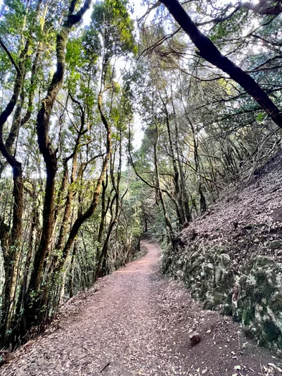 Ein schmaler Waldweg schlängelt sich durch einen moosbedeckten Lorbeerwald