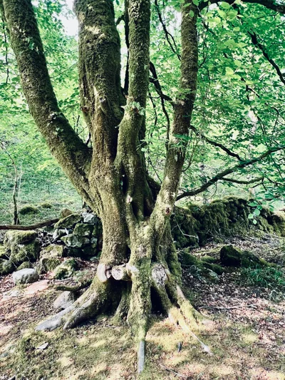 Ein knorriger, moosbewachsener Baum mit mehreren Stämmen steht in einem grünen Laubwald