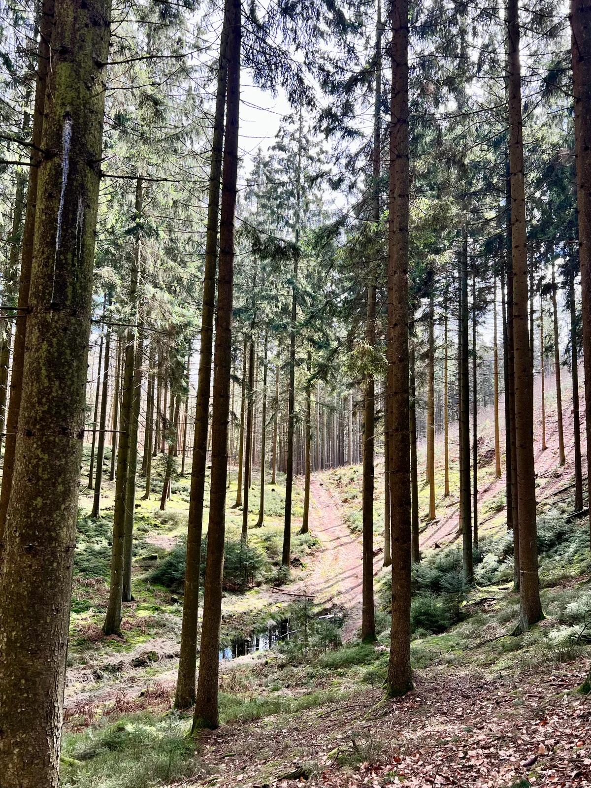 Sonnenstrahlen fallen durch hohe Fichtenstämme auf einen sanft ansteigenden Waldpfad