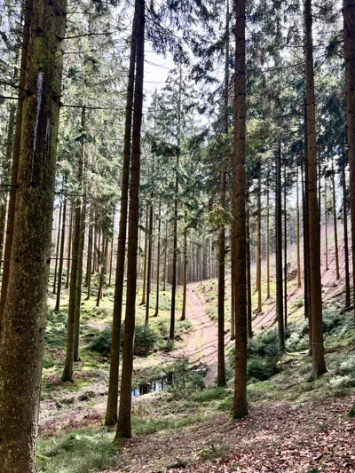 Sonnenstrahlen fallen durch hohe Fichtenstämme auf einen sanft ansteigenden Waldpfad