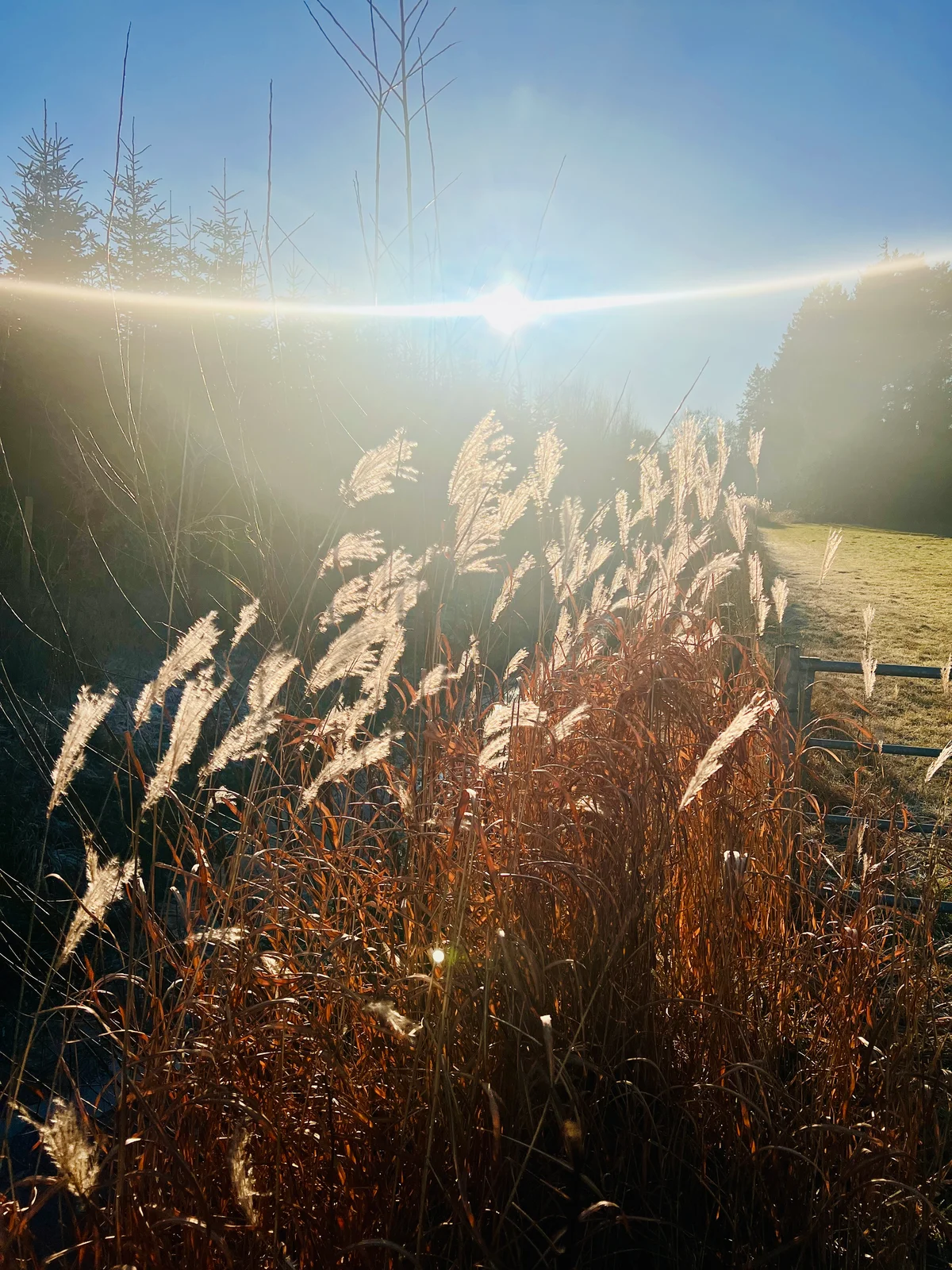 Silbrig leuchtende Ziergräser im Gegenlicht der tief stehenden Wintersonne
