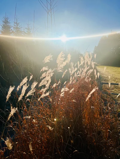 Silbrig leuchtende Ziergräser im Gegenlicht der tief stehenden Wintersonne