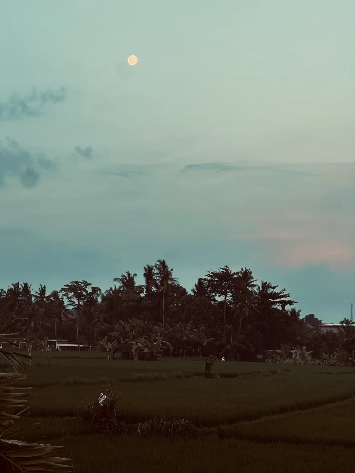 Der Vollmond steht über Palmen und Reisfeldern in der blauen Stunde der Dämmerung