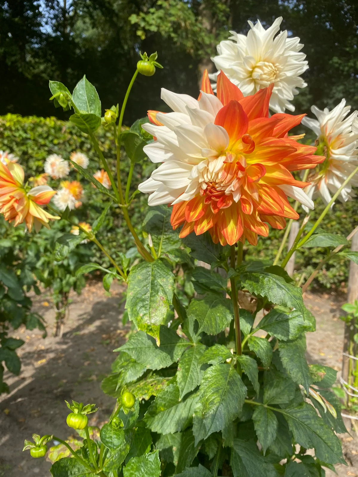 Üppige weiße und orangefarbene Dahlien blühen im warmen Sonnenlicht eines Gartens
