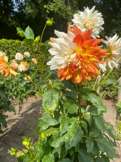 Üppige weiße und orangefarbene Dahlien blühen im warmen Sonnenlicht eines Gartens