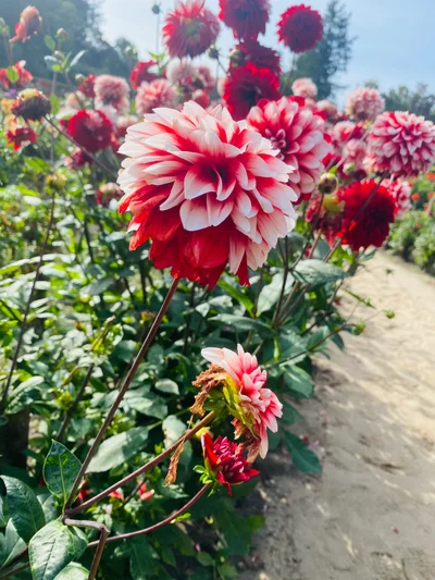 Ein Meer aus rosa und roten Dahlienblüten säumt einen sandigen Gartenweg