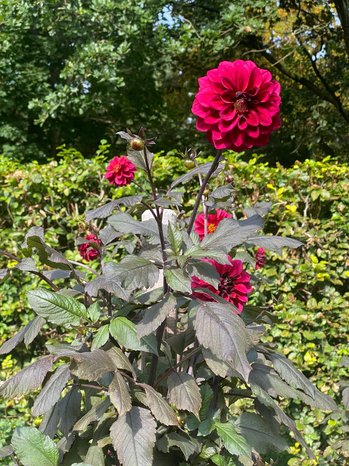 Dunkelrote Dahlien mit dunklem Laub leuchten vor grünem Hintergrund im Sonnenlicht