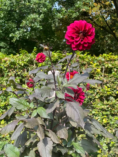 Dunkelrote Dahlien mit dunklem Laub leuchten vor grünem Hintergrund im Sonnenlicht