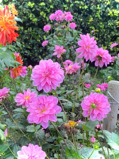Leuchtend rosa Dahlien in voller Blüte drängen sich dicht an dicht in einem Gartenbeet