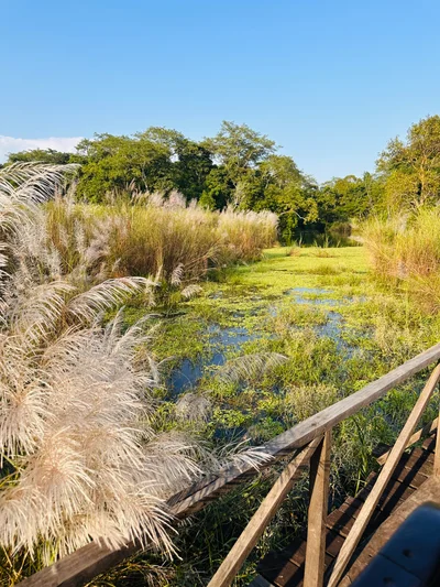 Ein sumpfiges Feuchtgebiet mit Schilfgras und grüner Vegetation von einer Holzbrücke aus gesehen