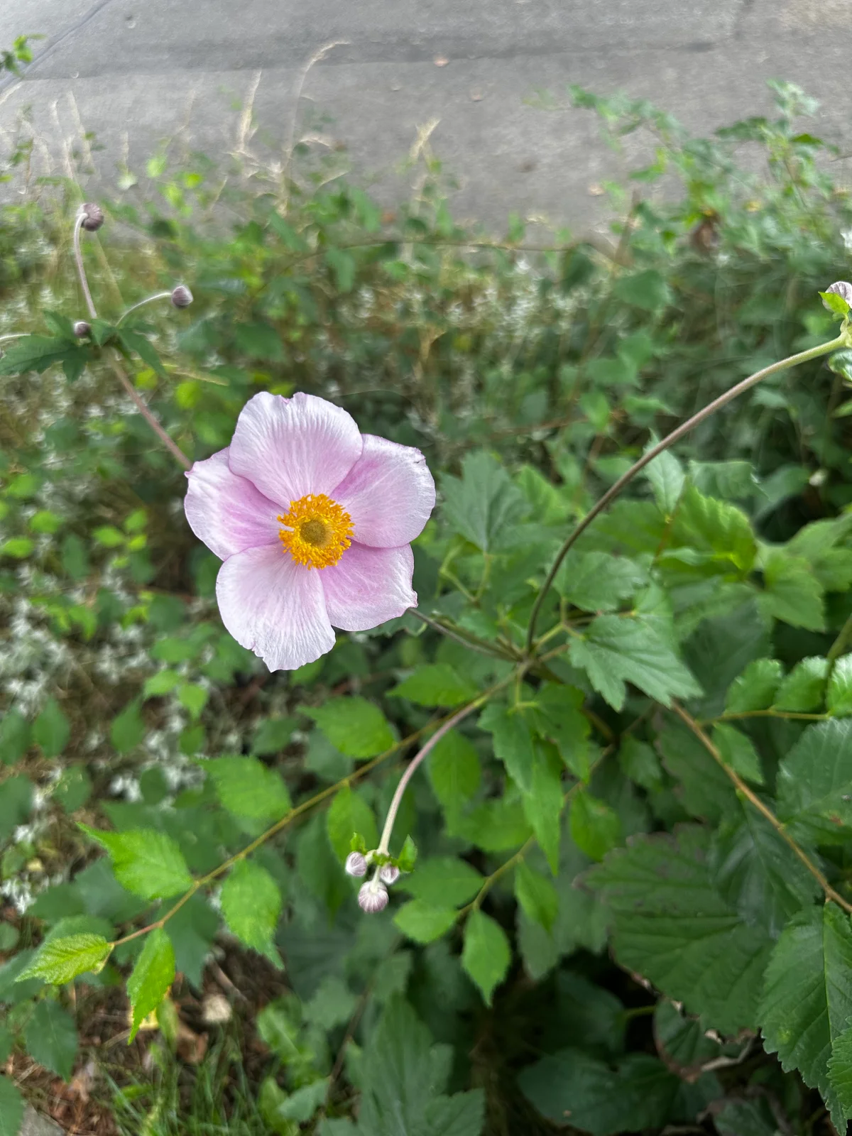 Eine zarte rosa Herbstanemone mit goldener Mitte blüht zwischen grünen Blättern