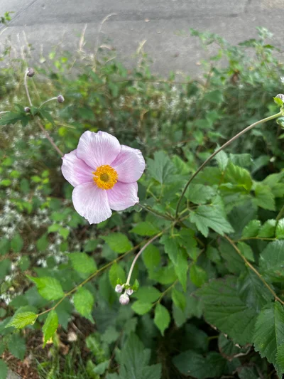 Eine zarte rosa Herbstanemone mit goldener Mitte blüht zwischen grünen Blättern