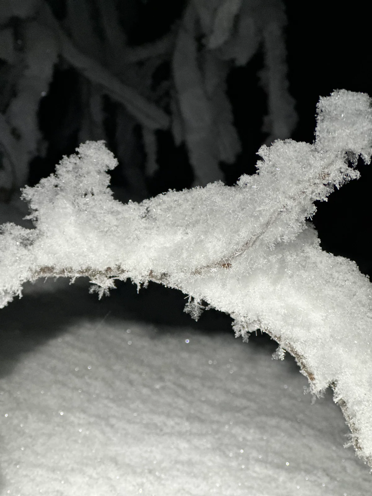 Filigrane Eiskristalle und Schnee auf einem Zweig im Schein der Nacht