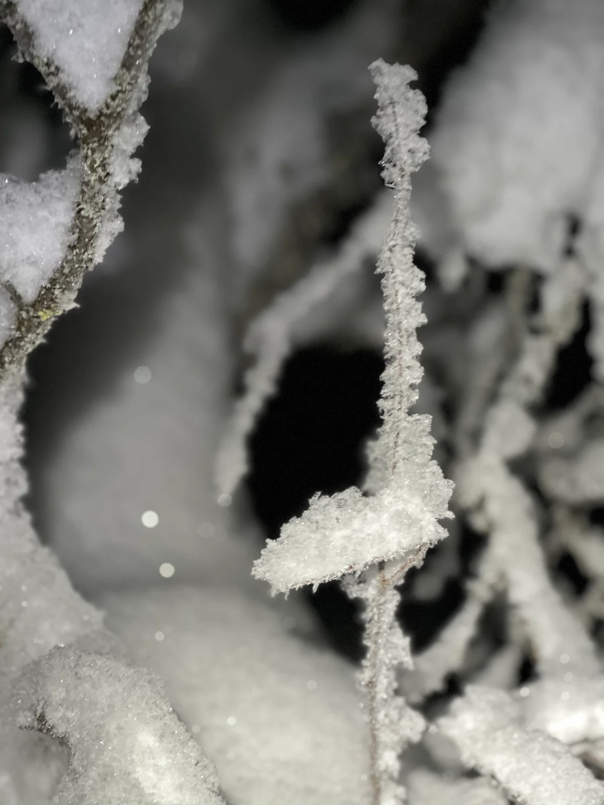 Nahaufnahme eines mit Eiskristallen überzogenen Zweigs vor dunklem, schneebedecktem Hintergrund