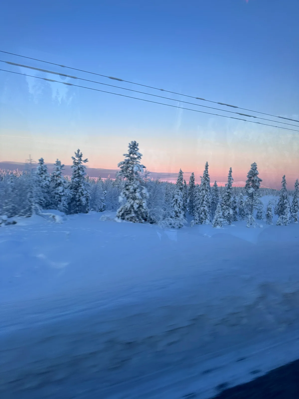 Verschneite Tannen im rosafarbenen Licht der nordischen Winterdämmerung