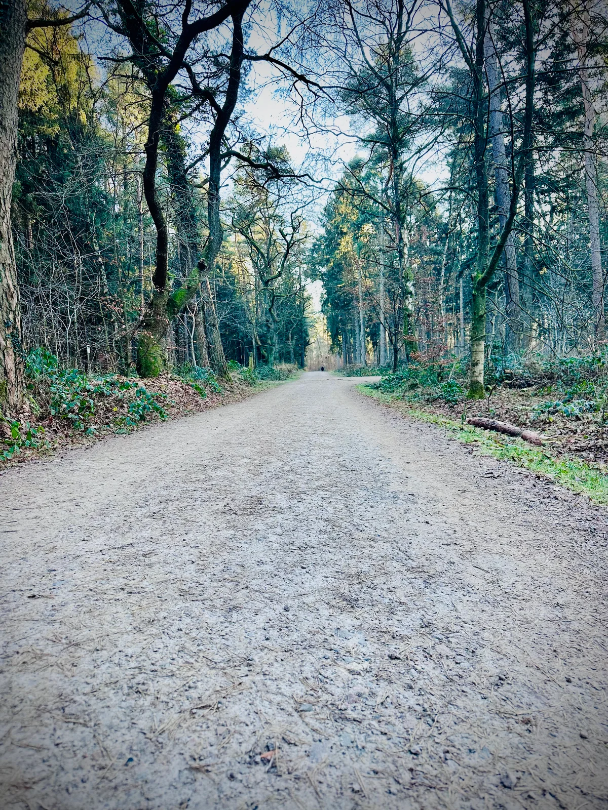 Ein breiter Waldweg führt zwischen kahlen Bäumen hindurch im gedämpften Winterlicht