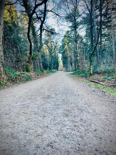 Ein breiter Waldweg führt zwischen kahlen Bäumen hindurch im gedämpften Winterlicht