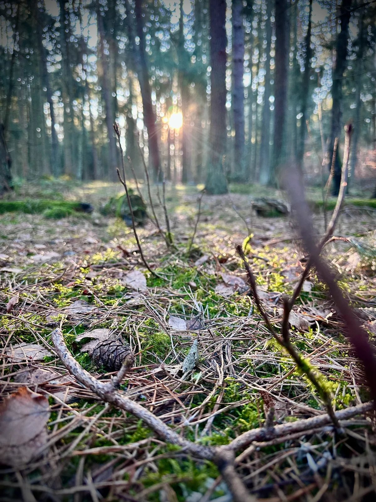 Sonnenstrahlen durchfluten einen Wald und beleuchten Zapfen und Zweige auf dem Waldboden