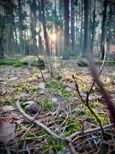Sonnenstrahlen durchfluten einen Wald und beleuchten Zapfen und Zweige auf dem Waldboden