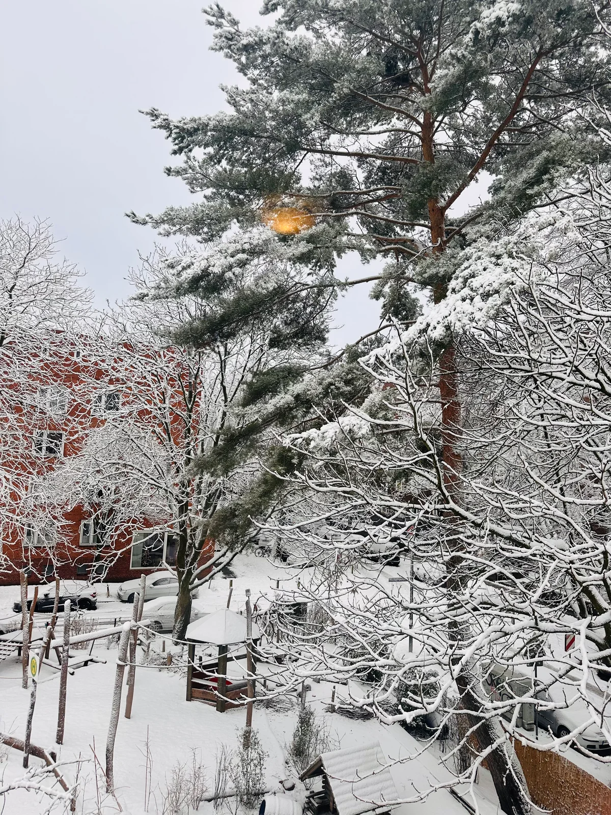 Schneebedeckte Kiefern und Äste vor einem Hinterhof im nordischen Winter