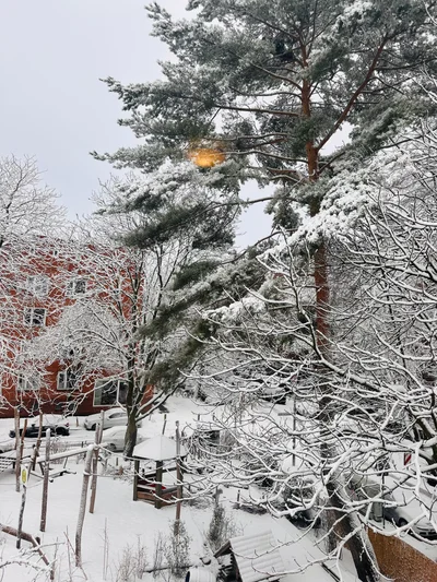 Schneebedeckte Kiefern und Äste vor einem Hinterhof im nordischen Winter