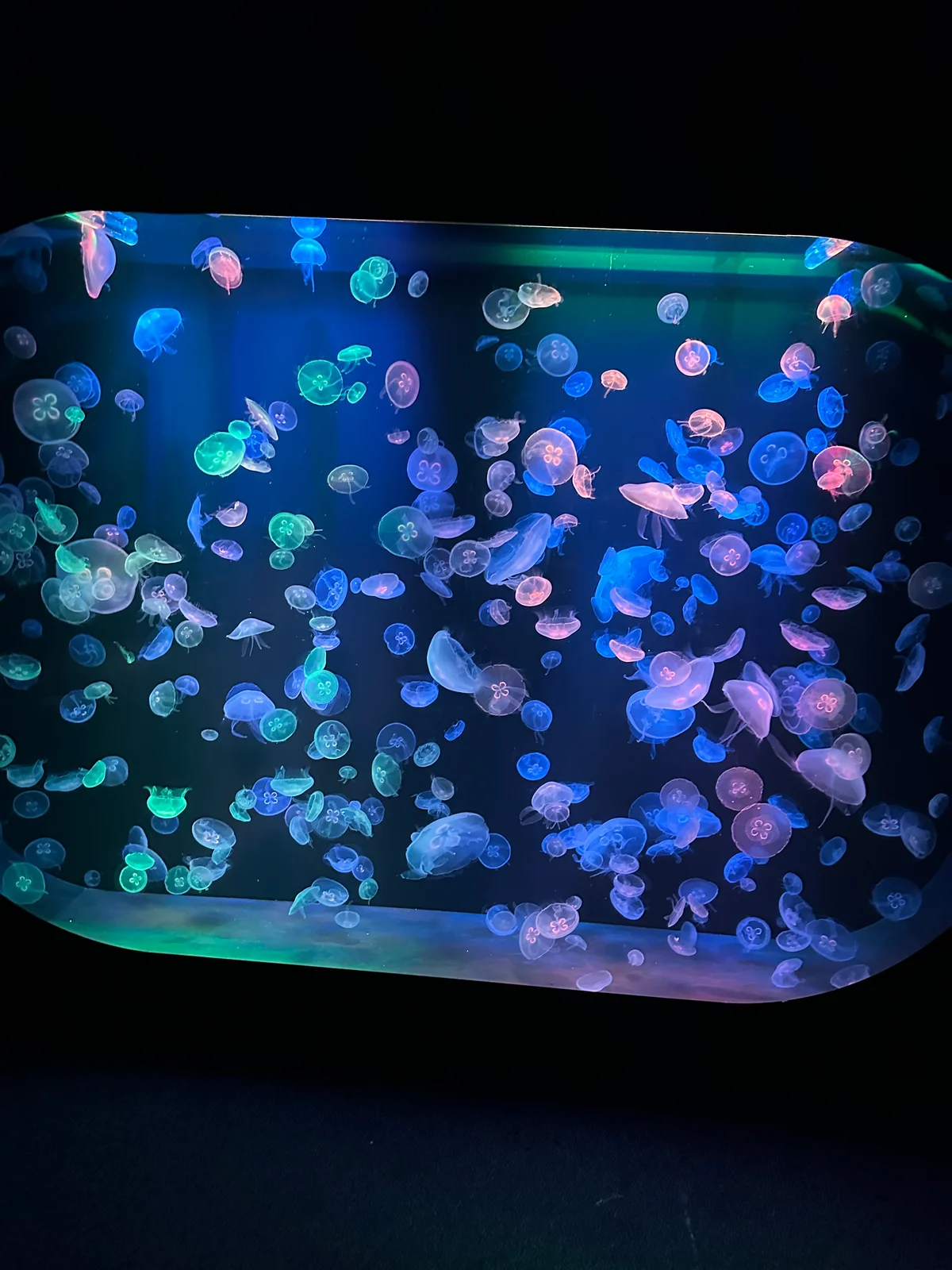 Dutzende kleine Quallen in schillernden Blau- und Grüntönen in einem beleuchteten Aquarium