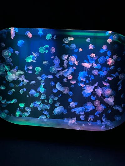 Dutzende kleine Quallen in schillernden Blau- und Grüntönen in einem beleuchteten Aquarium
