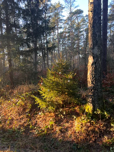 Sonnenlicht fällt auf junge Nadelbäume und braunes Laub am Rand eines Waldes