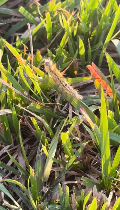 Eine haarige Raupe kriecht durch grüne und goldene Grashalme im Sonnenlicht