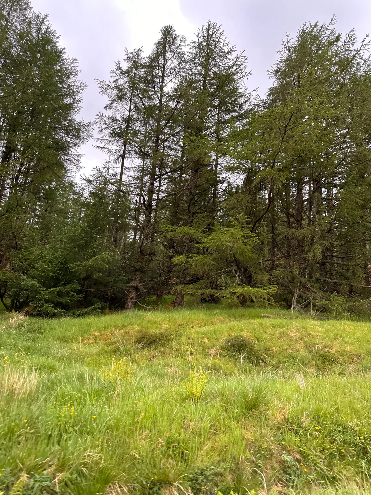 Junge Lärchen stehen auf einer sattgrünen Wiese unter bedecktem Himmel