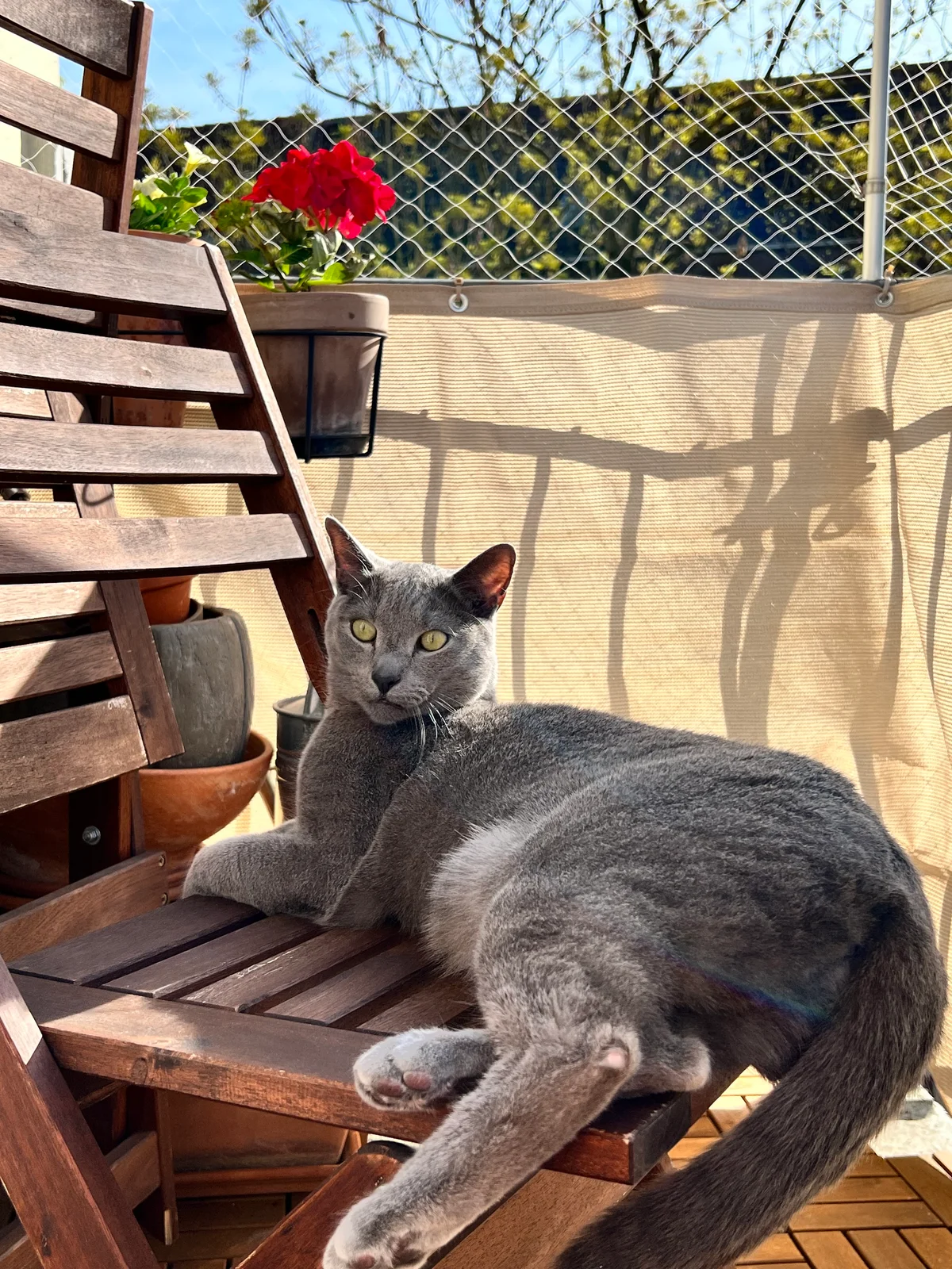 Eine graue Russisch-Blau-Katze klettert neugierig über Holzmöbel auf einem sonnigen Balkon