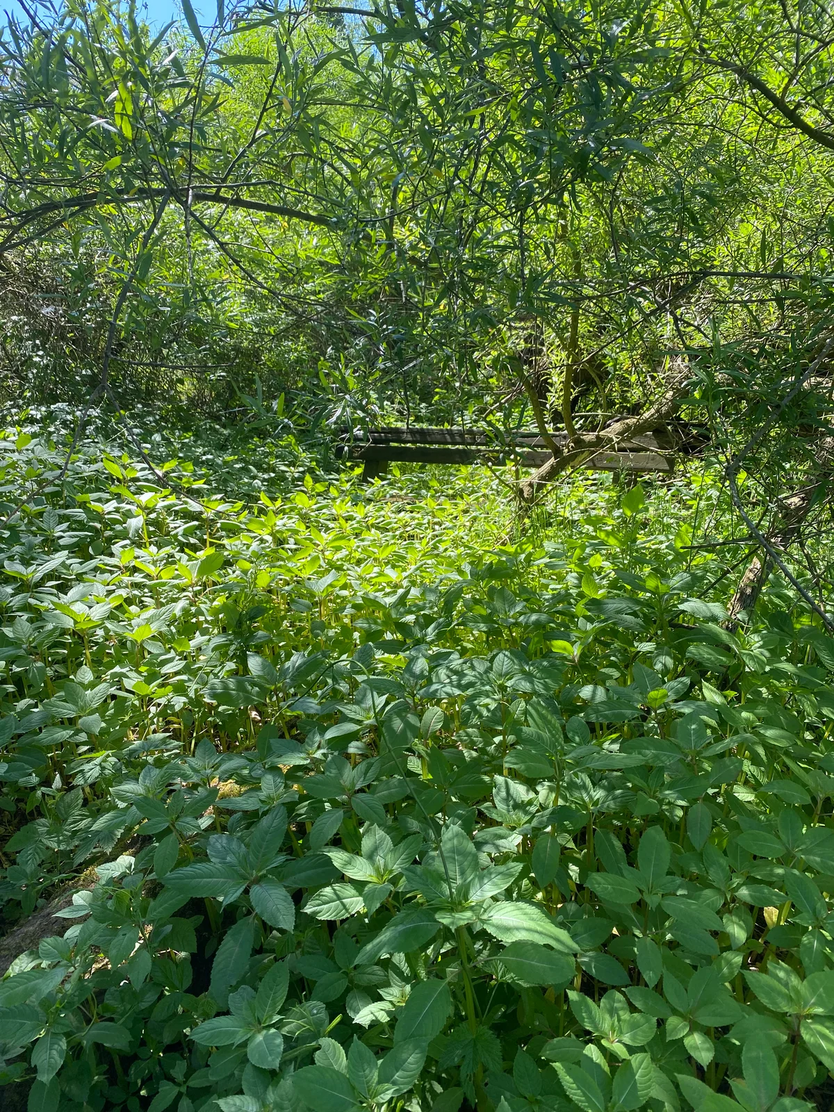 Blick nach oben in ein dichtes Blätterdach aus leuchtend grünen Sommerblättern