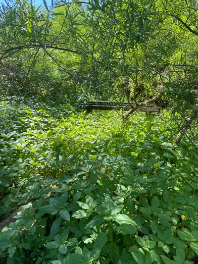 Blick nach oben in ein dichtes Blätterdach aus leuchtend grünen Sommerblättern