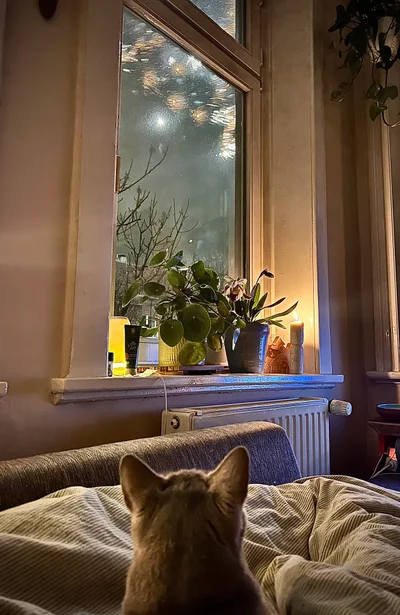 Eine Katze sitzt auf einem Sofa und blickt auf ein Fenster mit Pflanzen und einer brennenden Kerze