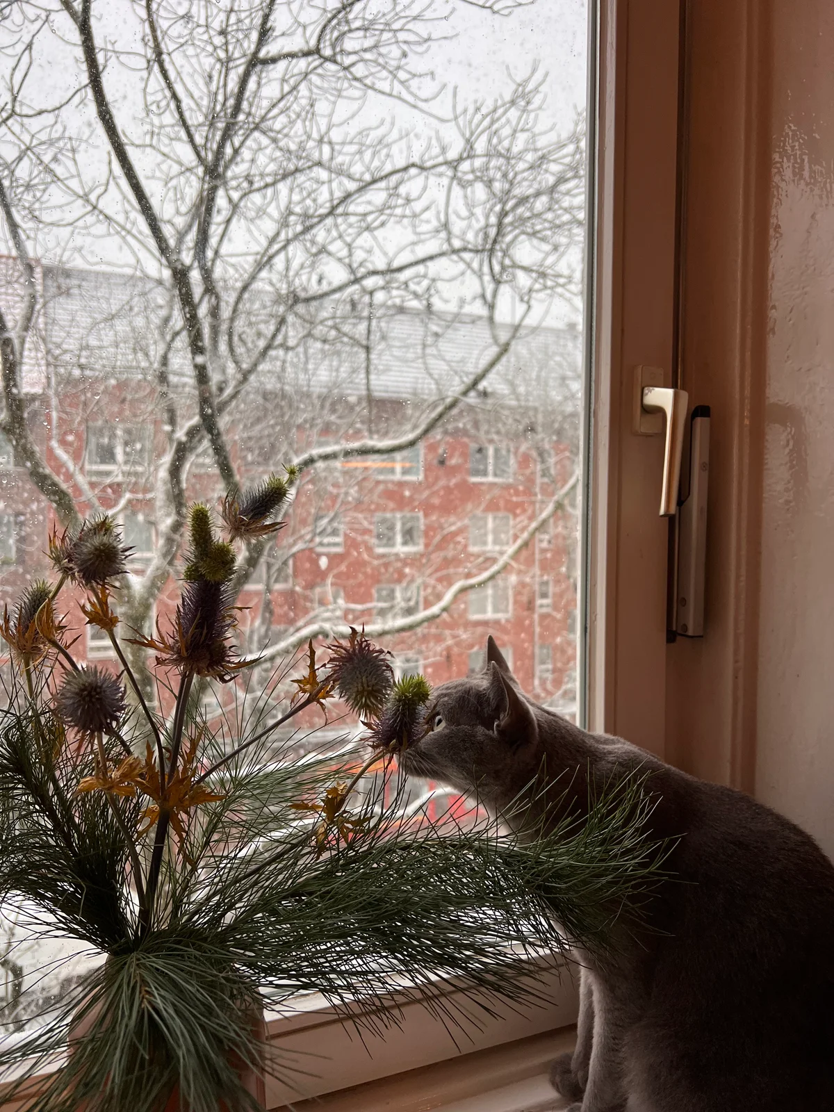 Eine graue Katze beschnuppert Kiefernzweige am Fenster, draußen liegt Schnee