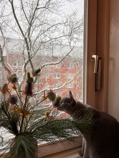 Eine graue Katze beschnuppert Kiefernzweige am Fenster, draußen liegt Schnee