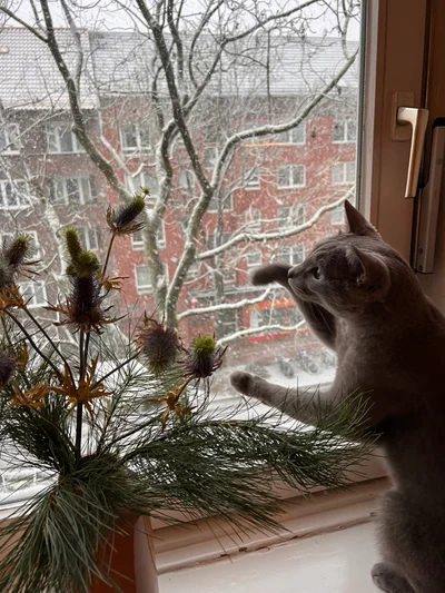 Eine graue Katze beugt sich neugierig über Kiefernzweige am Fensterbrett