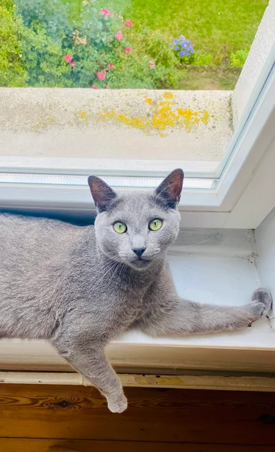 Eine Russisch-Blau-Katze liegt entspannt auf einem Fensterbrett und blickt direkt in die Kamera