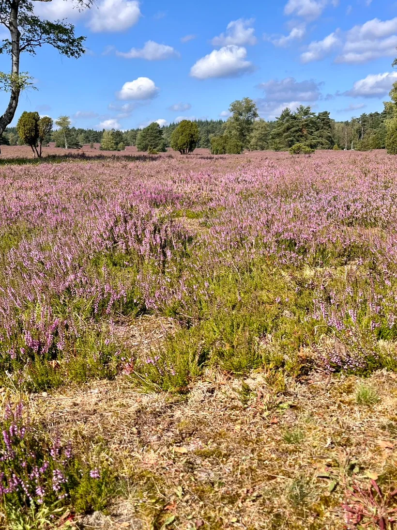 Ein weites Feld blühender lila Heide unter einem blauen Himmel mit weißen Wolken