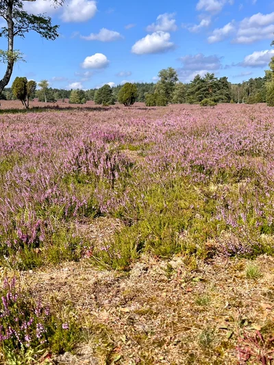 Ein weites Feld blühender lila Heide unter einem blauen Himmel mit weißen Wolken